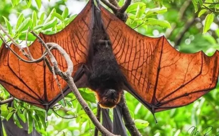 গোল্ডেন ক্রাউনড ফ্লাইং ফক্স