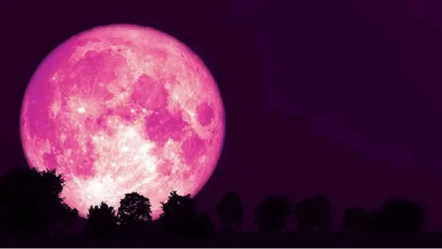 গোলাপি চাঁদ কেন দেখা যায়