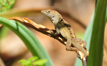 সীসার বিষকেও হার মানালো এক প্রজাতির টিকটিকি