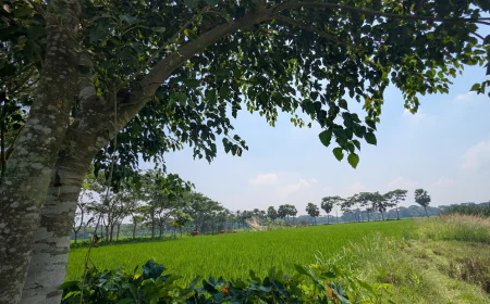 সবুজের নীচে নিঃশব্দ প্রার্থনা